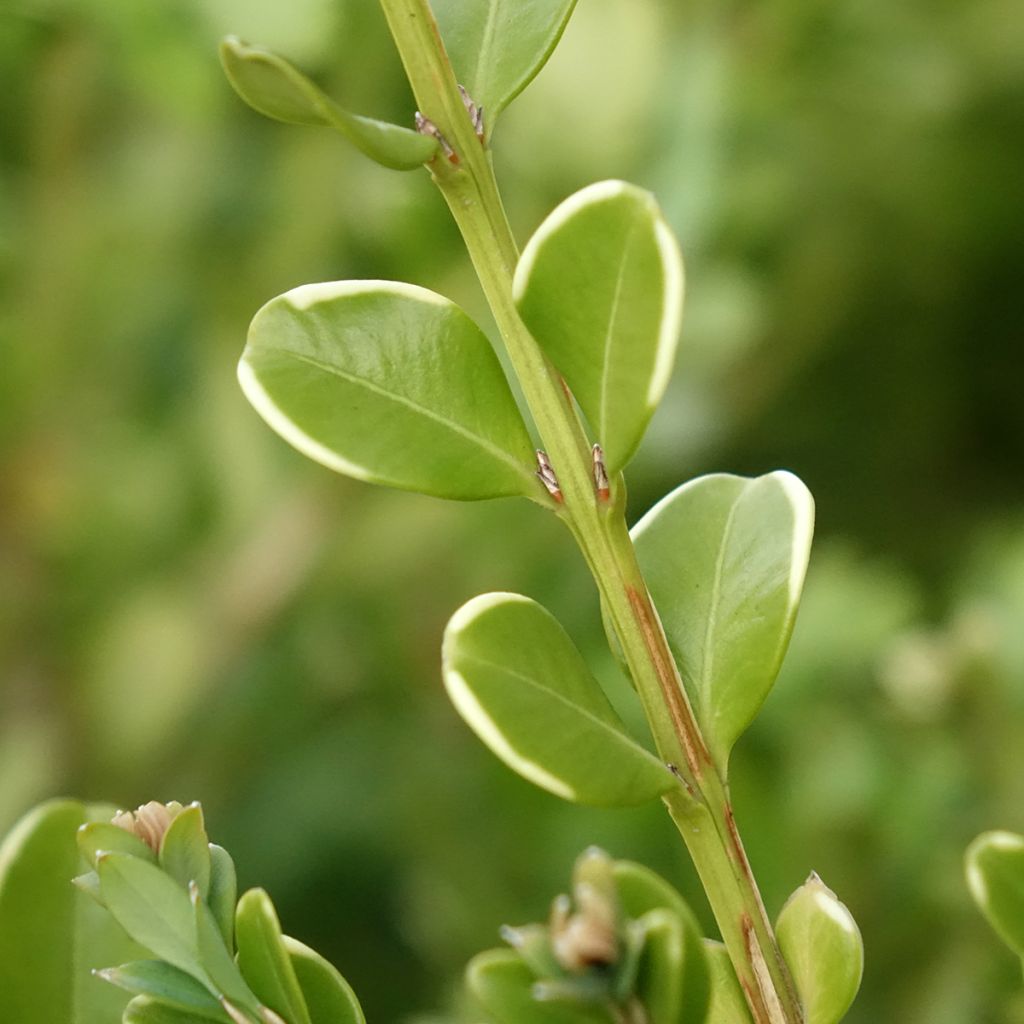 Buis - Buxus Betterbuxus Babylon Beauty