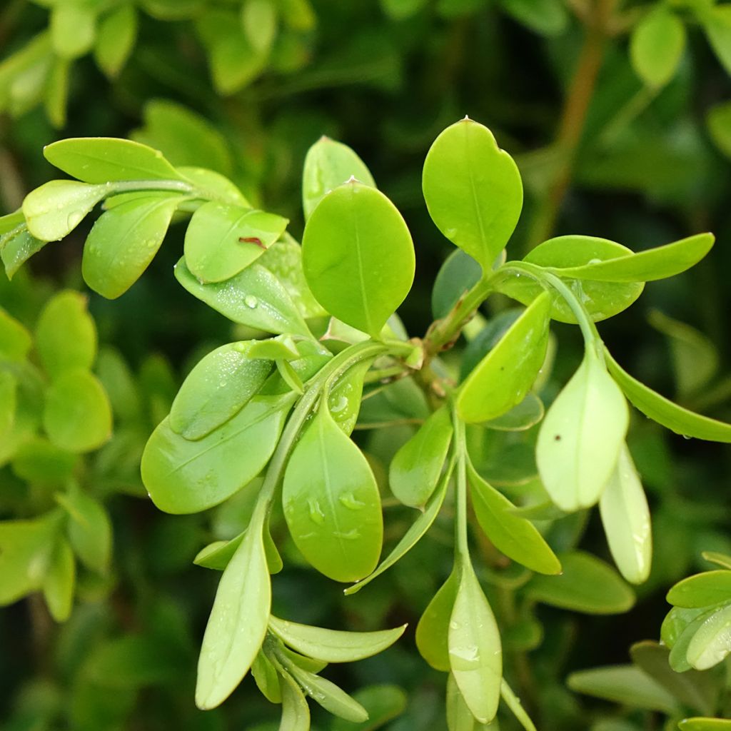 Buis - Buxus Betterbuxus Heritage