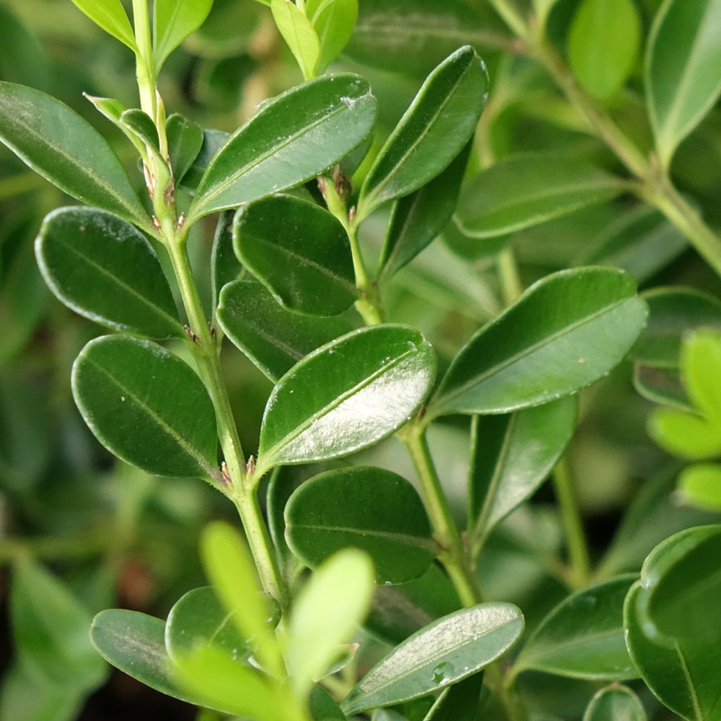 Buis - Buxus Betterbuxus Skylight