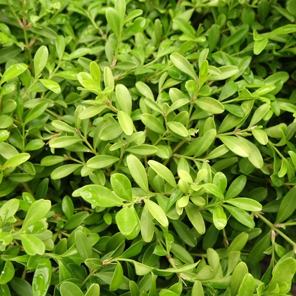 Buis - Buxus microphylla Rococo