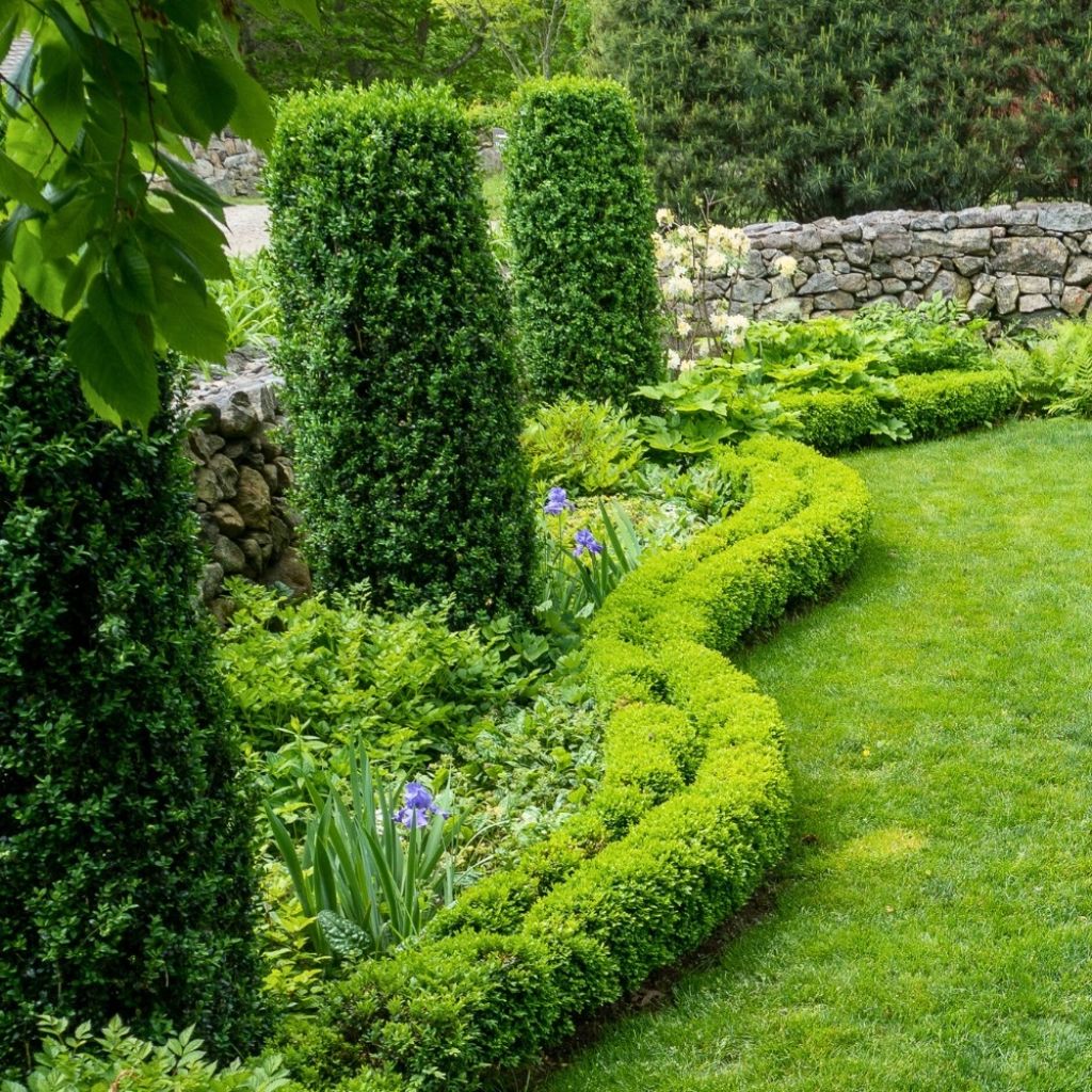 Buis bordure - Buxus sempervirens