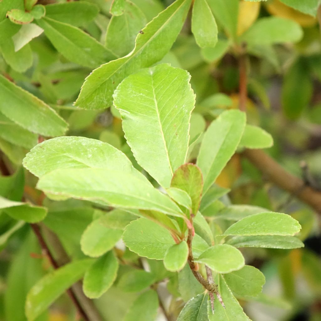 Pyracantha coccinea Saphyr Jaune - Buisson ardent  