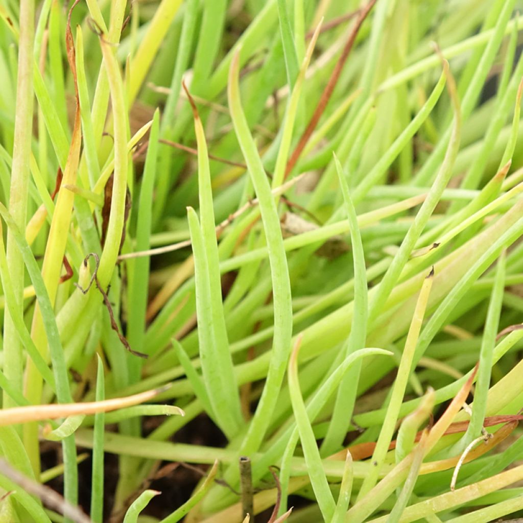 Bulbine frutescens Medicus