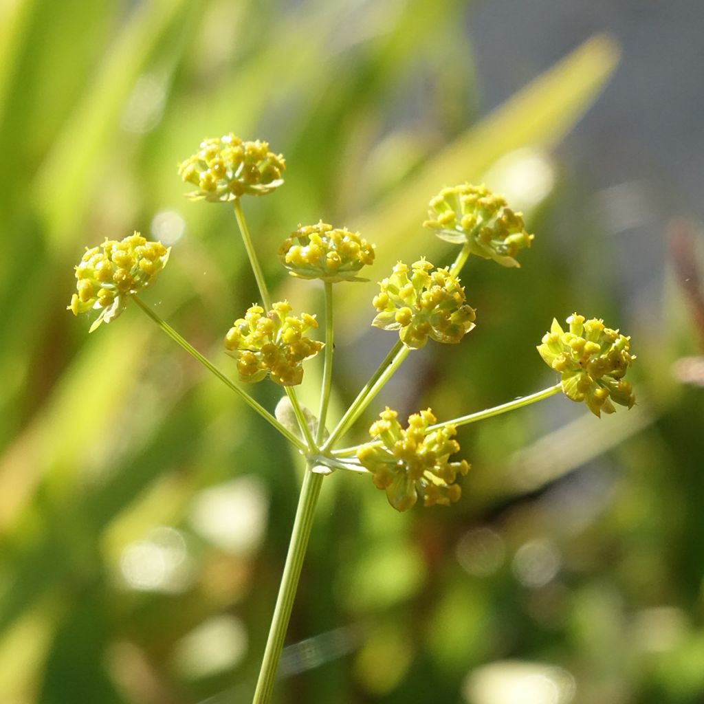 Bupleurum falcatum - Buplèvre en faux