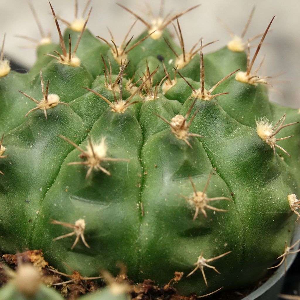 Cactus araignée - Gymnocalycium baldianum