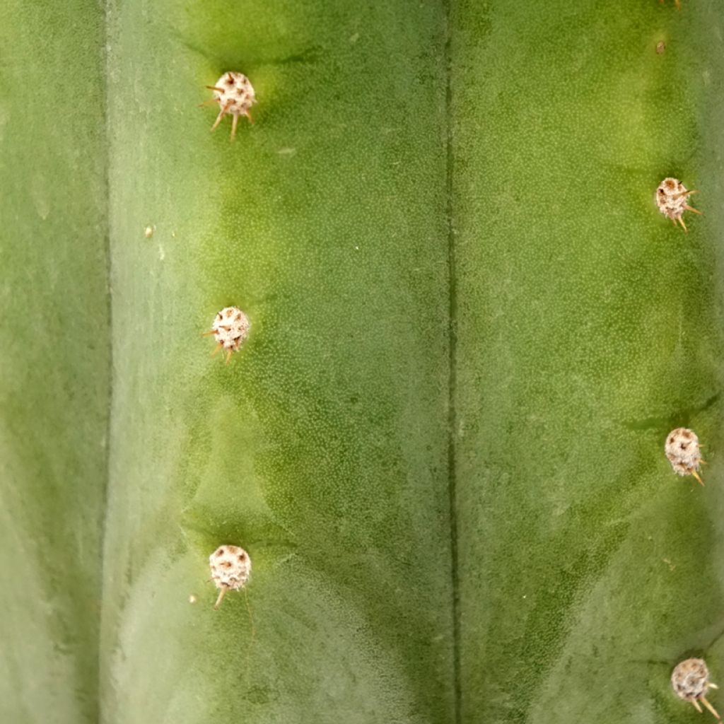 Cactus de San Pedro - Trichocereus pachanoi