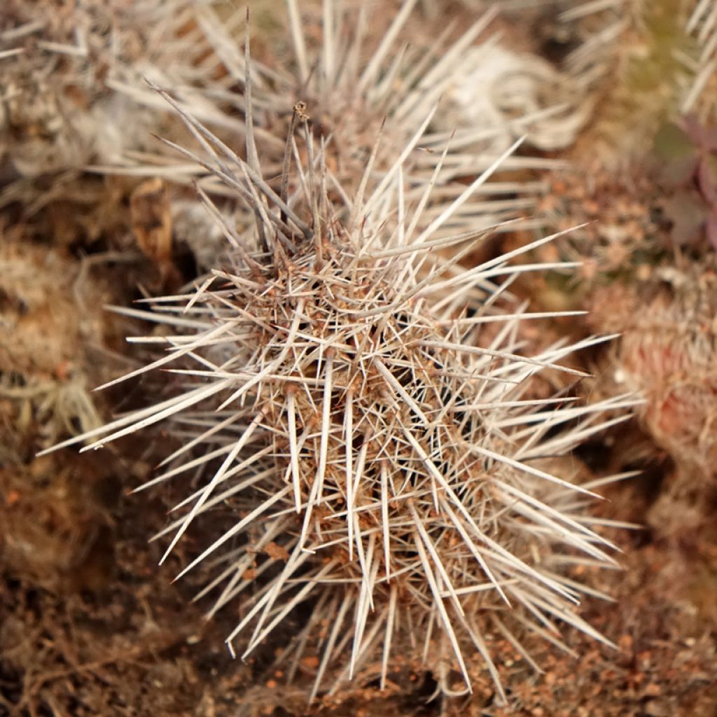 Cactus - Lobivia cardenasiana