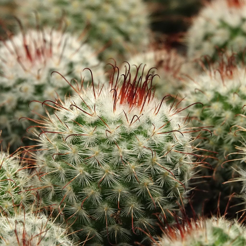 Cactus - Mammillaria bombycina
