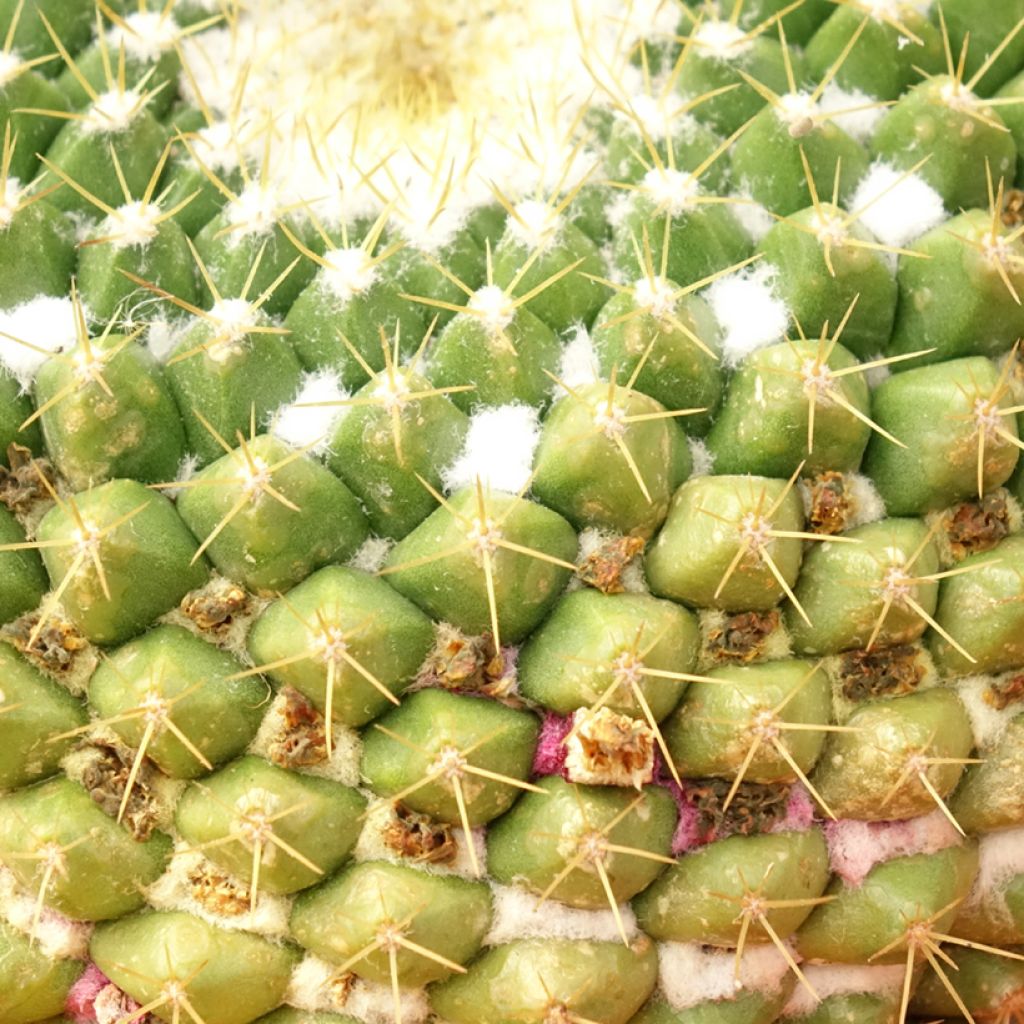 Cactus - Mammillaria marksiana