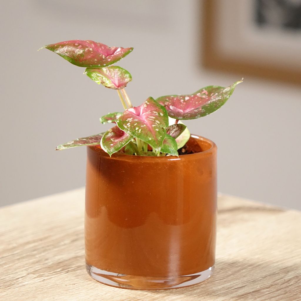Caladium Casey