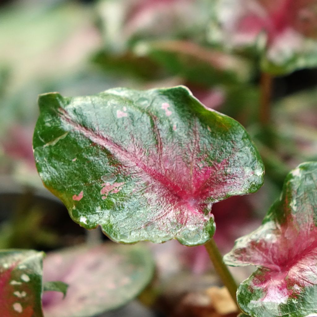 Caladium Casey