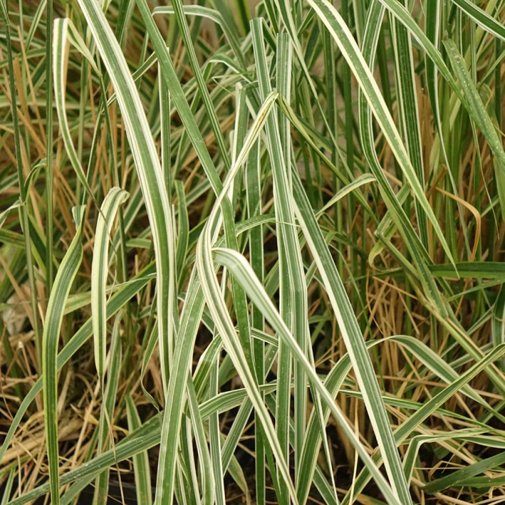 Calamagrostis acutiflora Overdam - Calamagrostide