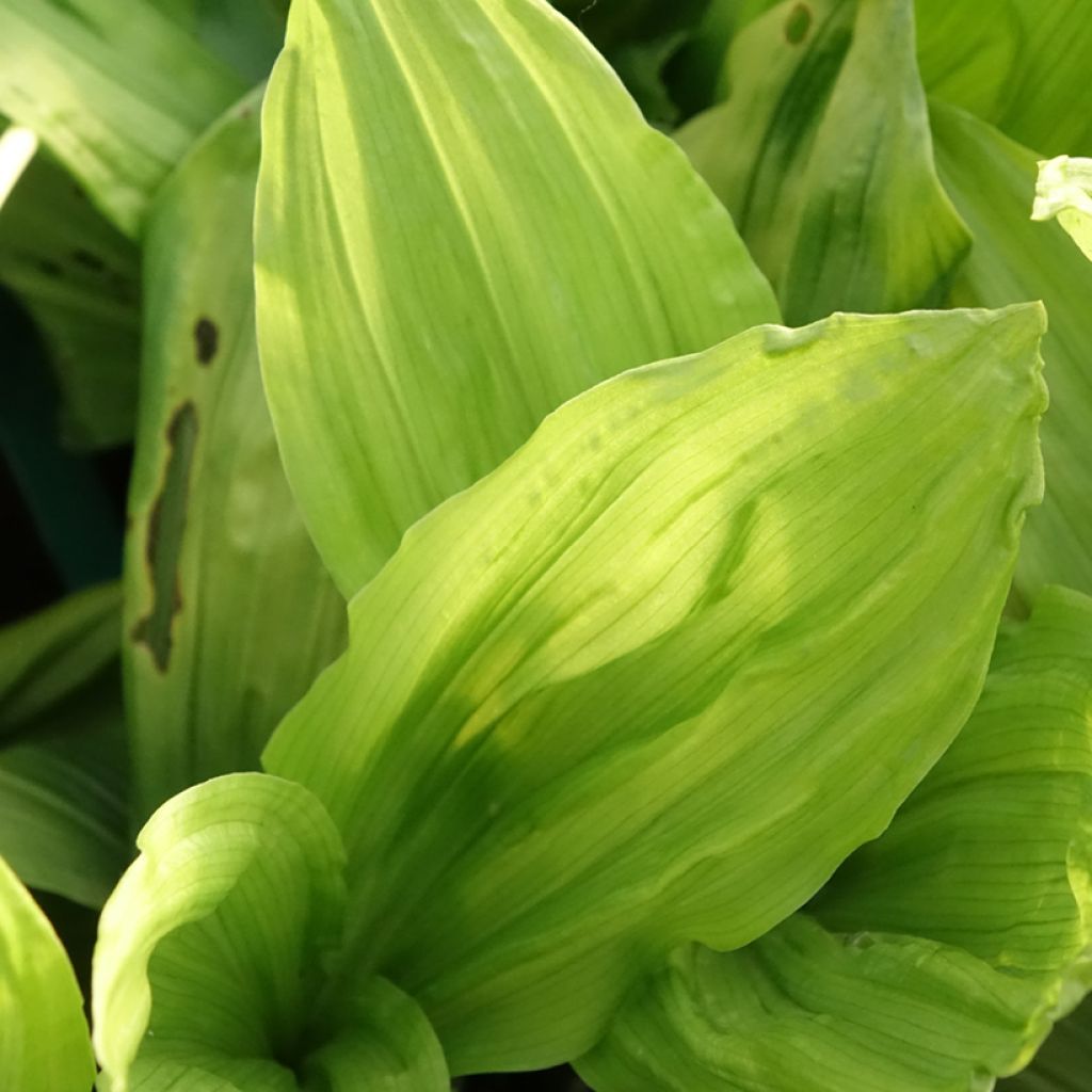 Calanthe discolor