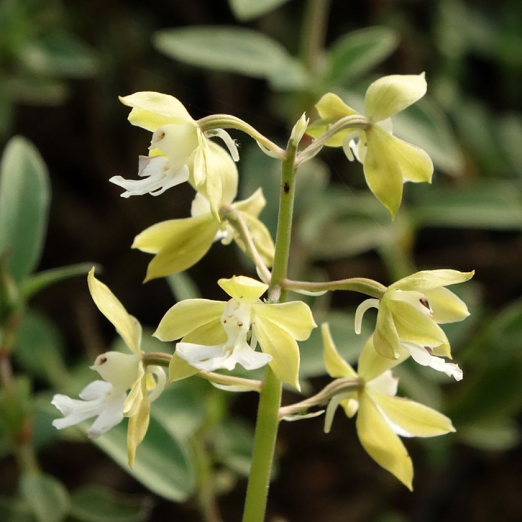 Calanthe discolor