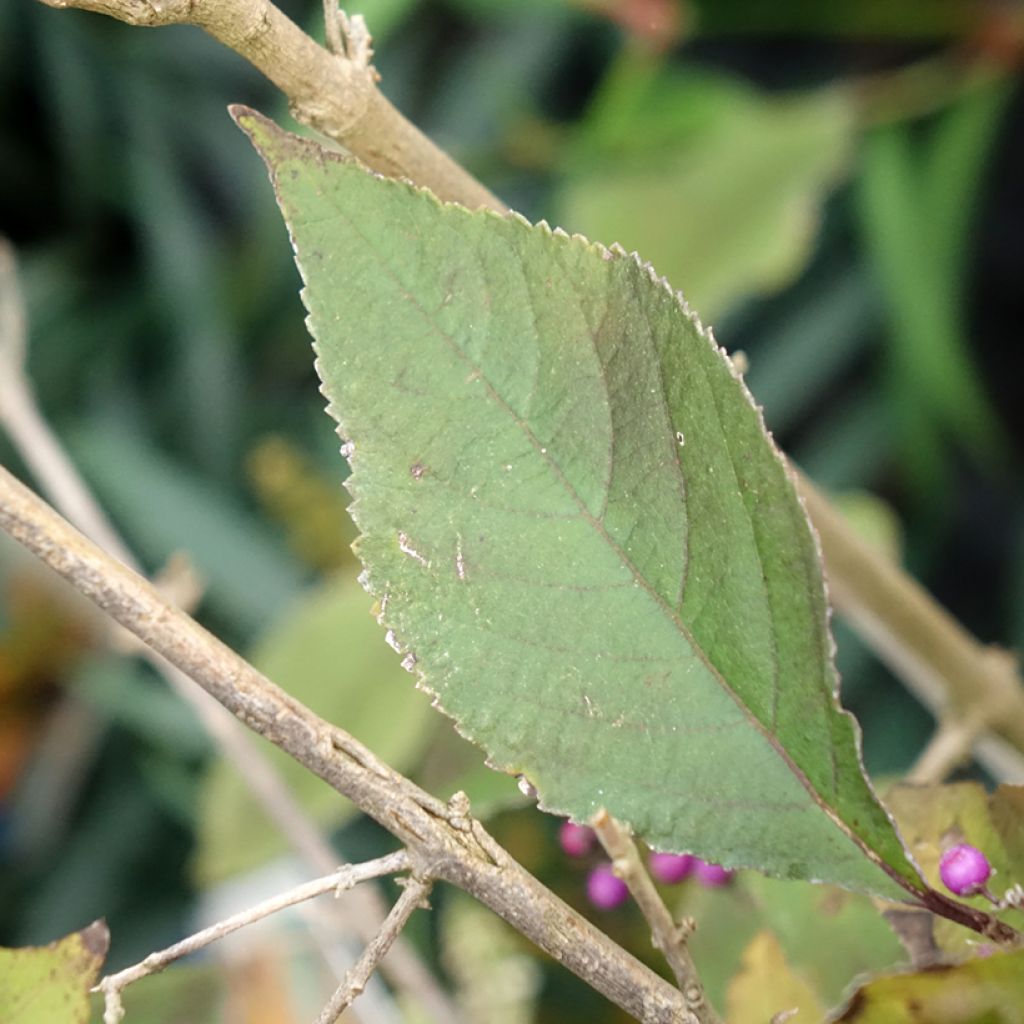 Callicarpa bodinieri Imperial Pearl