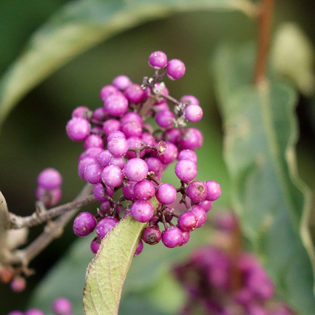 Callicarpa bodinieri Imperial Pearl