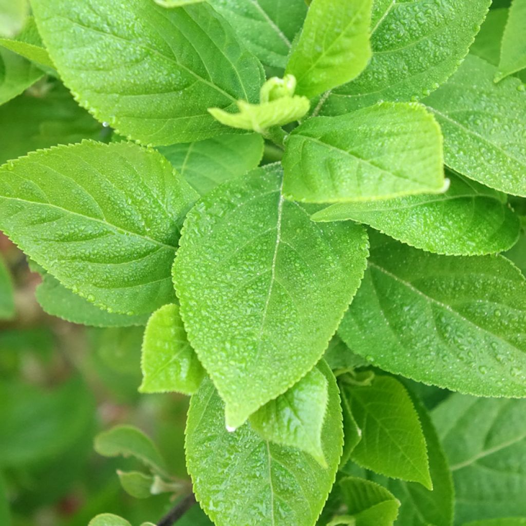 Callicarpa bodinieri Liebespaar - Arbuste aux bonbons