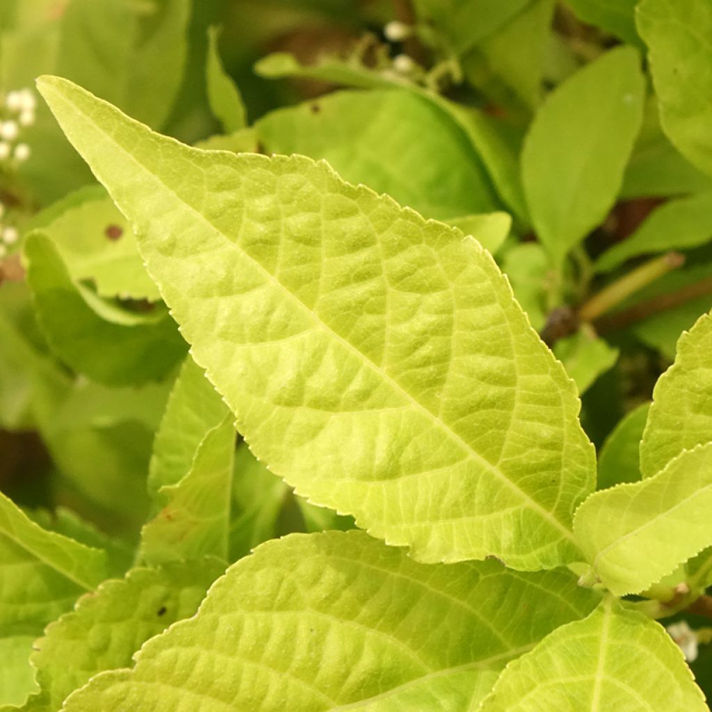 Callicarpa bodinieri Magical Snowqueen 