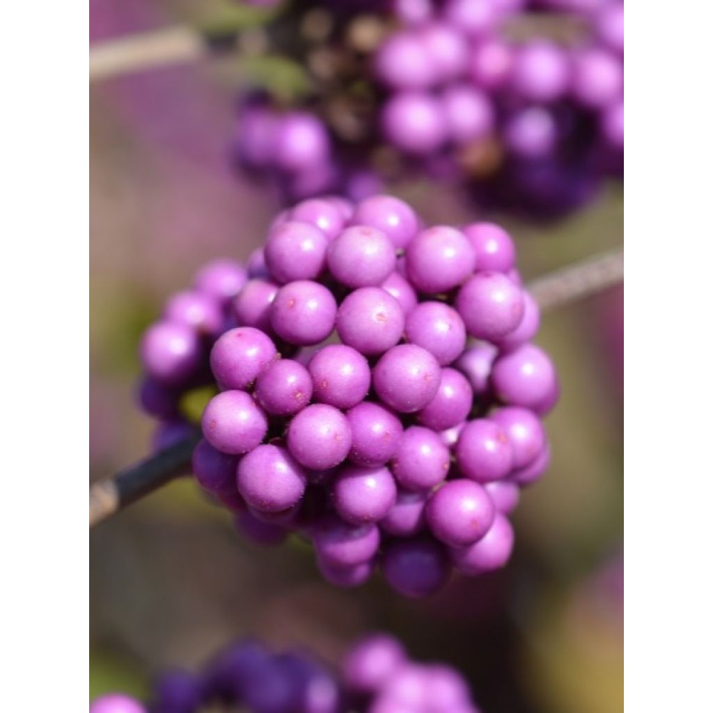 Callicarpa bodinieri Profusion - Arbuste aux bonbons