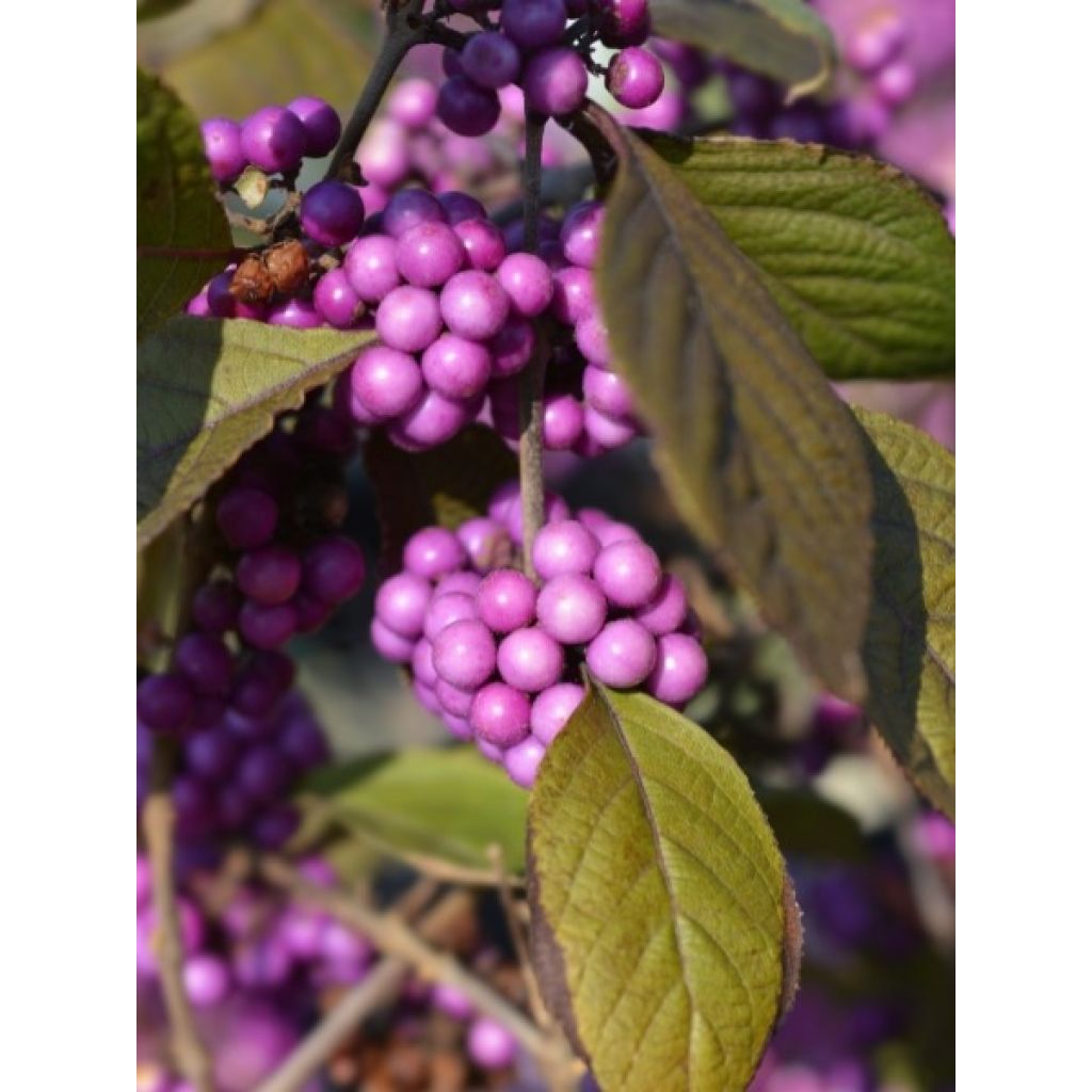 Callicarpa bodinieri Profusion - Arbuste aux bonbons