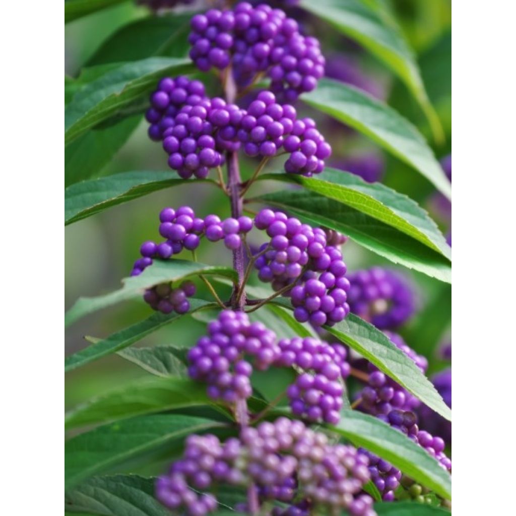 Callicarpa bodinieri Profusion - Arbuste aux bonbons