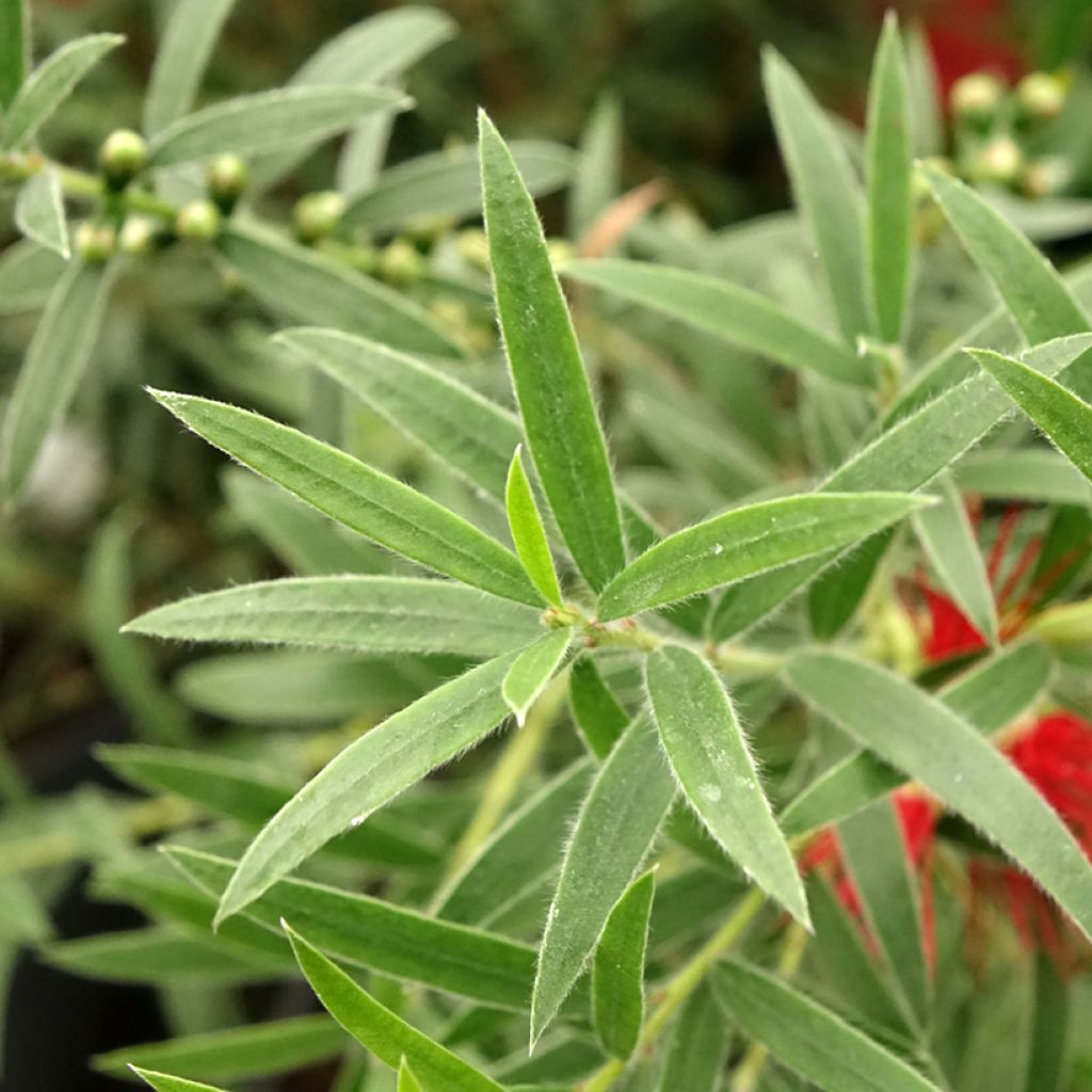 Callistemon masotti Mini Red - Rince bouteille