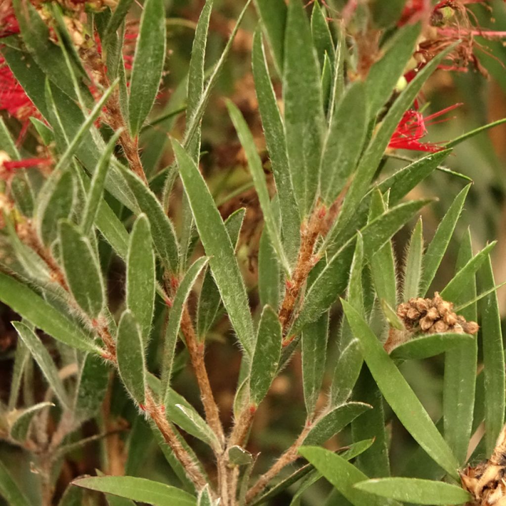 Callistemon masotti Mini Red - Rince bouteille