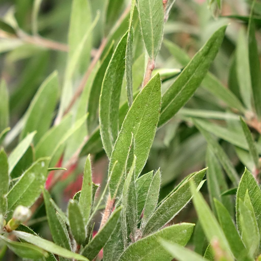 Callistemon Outback Fire - Rince bouteille