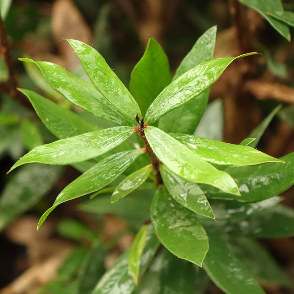 Callistemon Red rocket - Rince bouteille