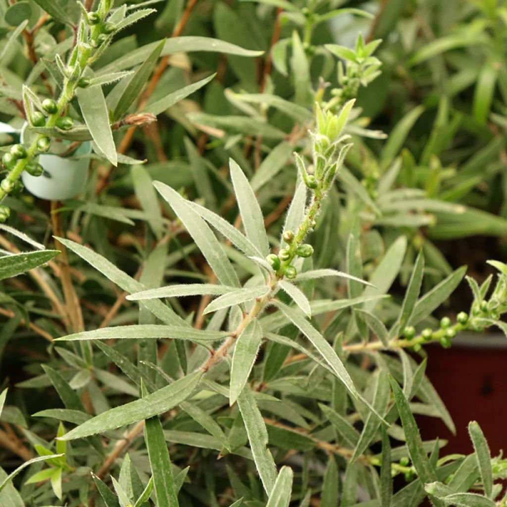 Callistemon viminalis Captain Cook - Rince-bouteille