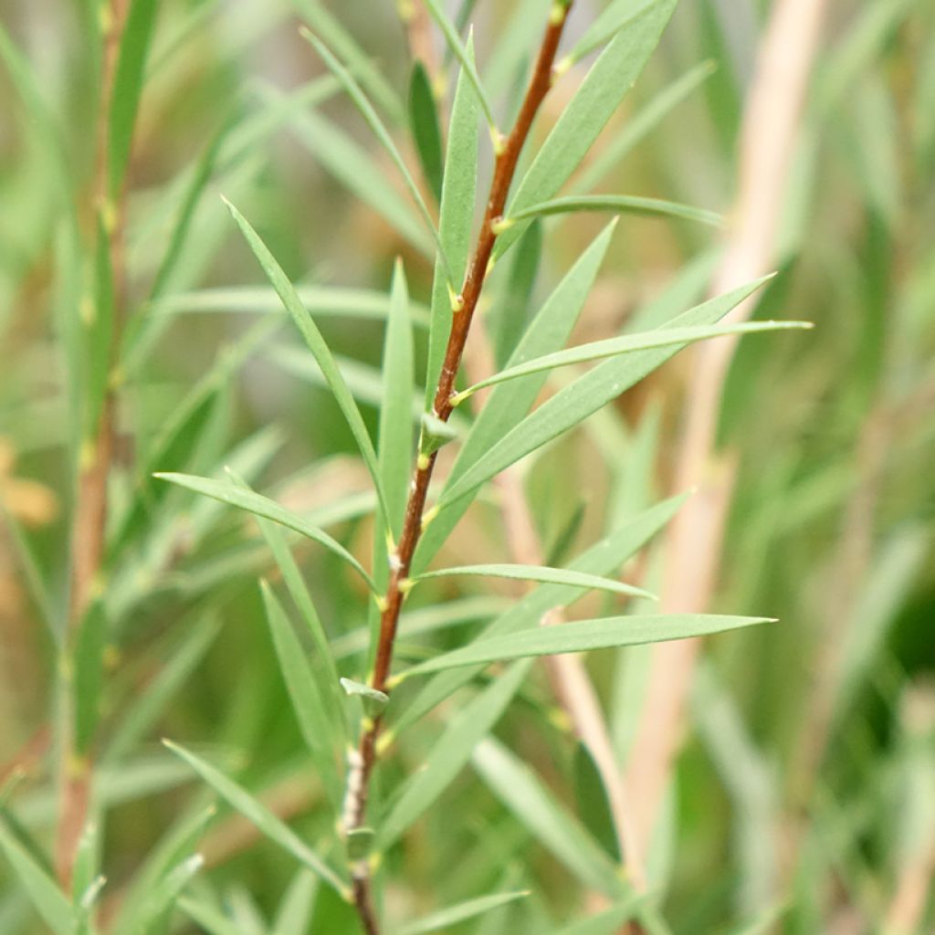 Callistemon Woodlander's Hardy - Rince-bouteille