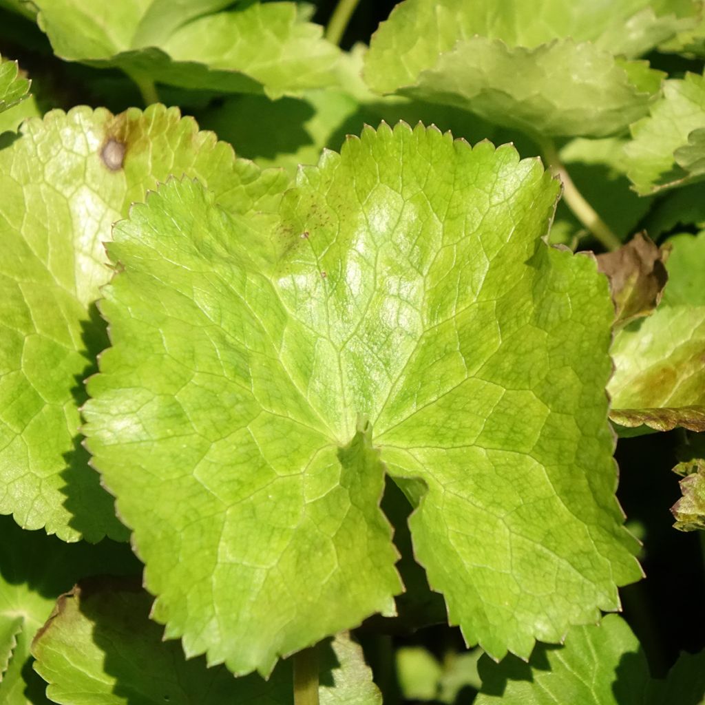 Caltha palustris var.alba - Populage blanc - Souci des marais blanc
