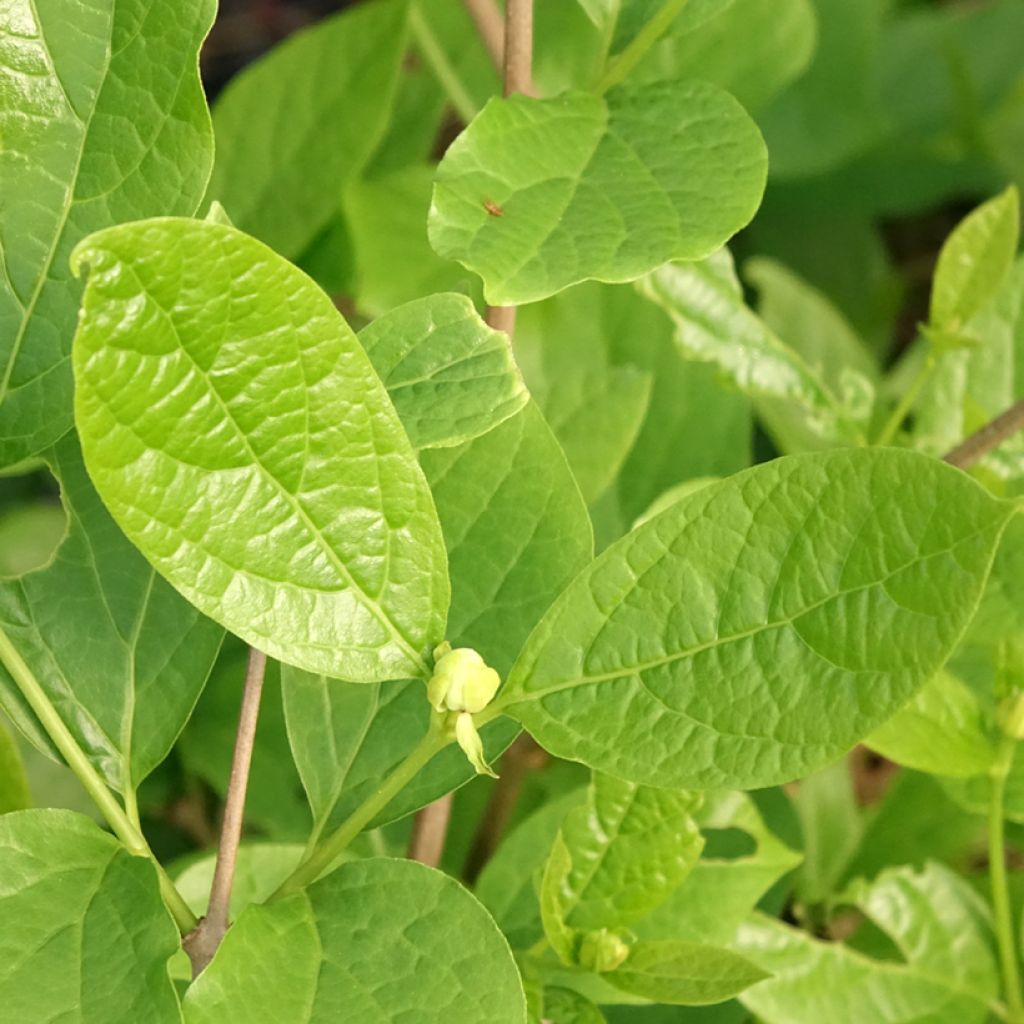 Calycanthus Venus - Arbre aux anémones