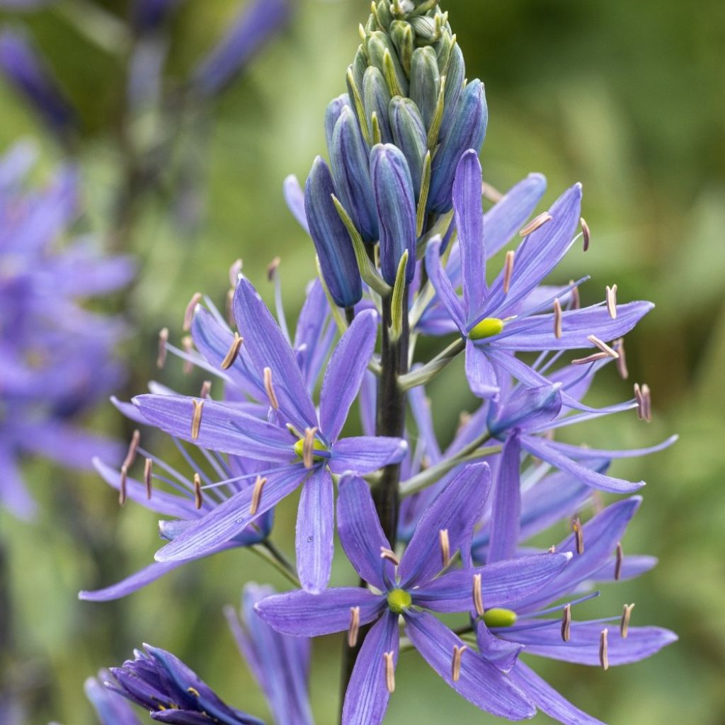 Camassia quamash Blue Melody