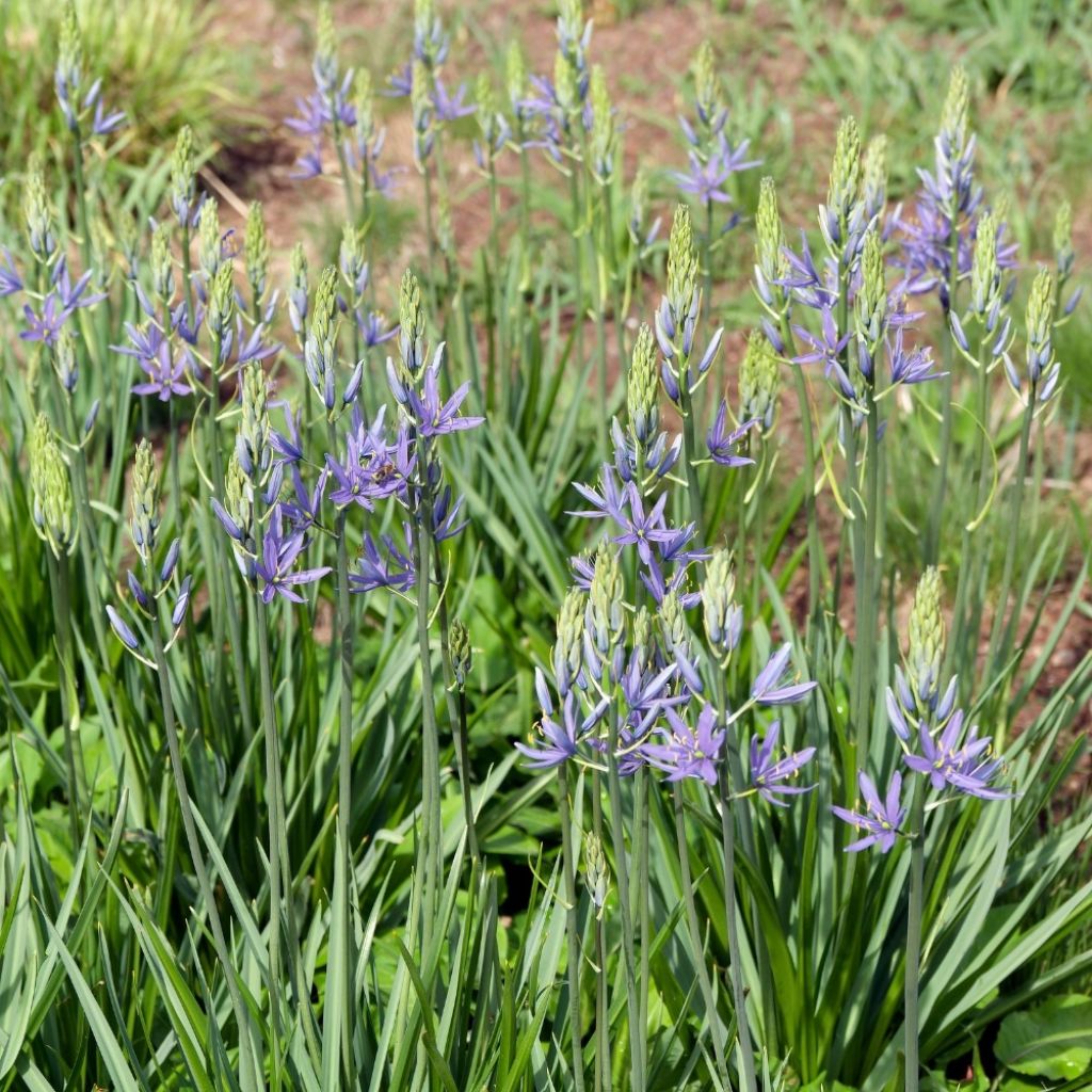 Camassia quamash