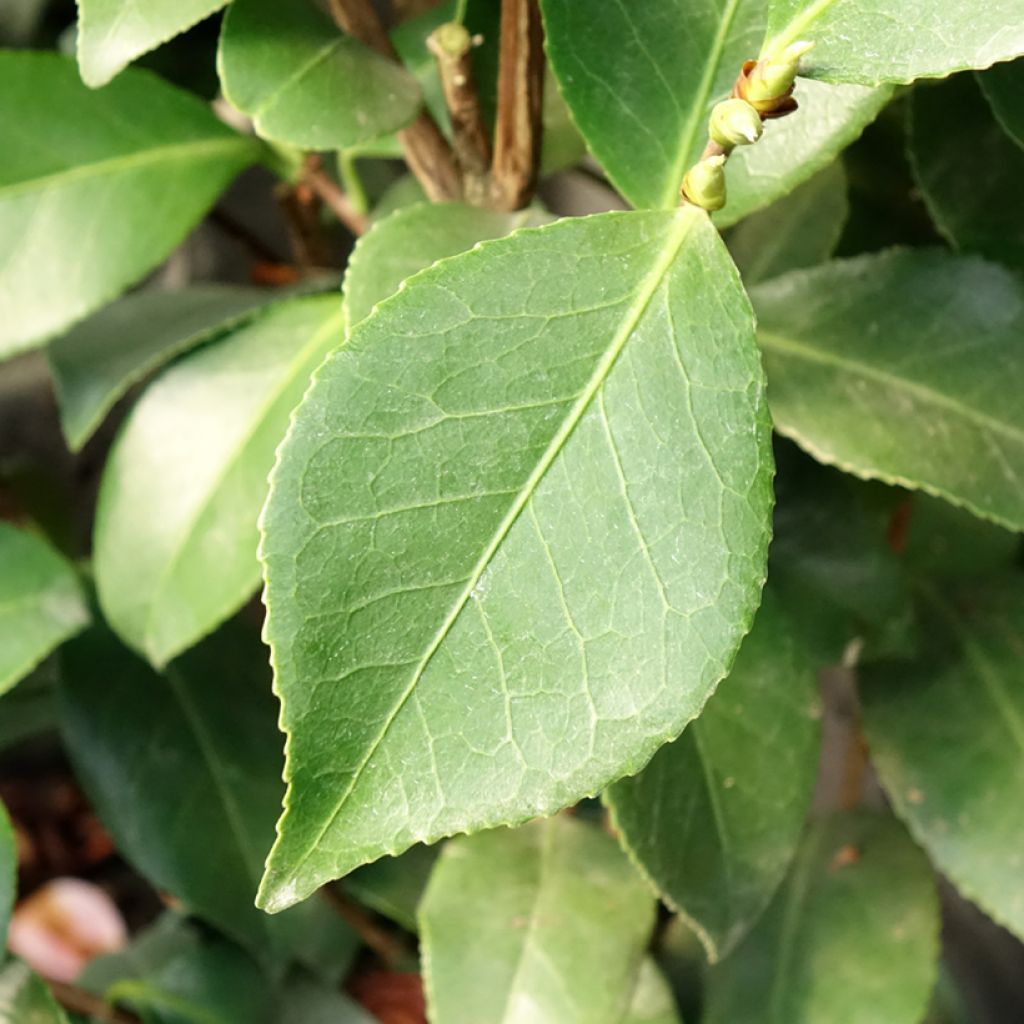 Camélia Bonomiana - Camellia japonica