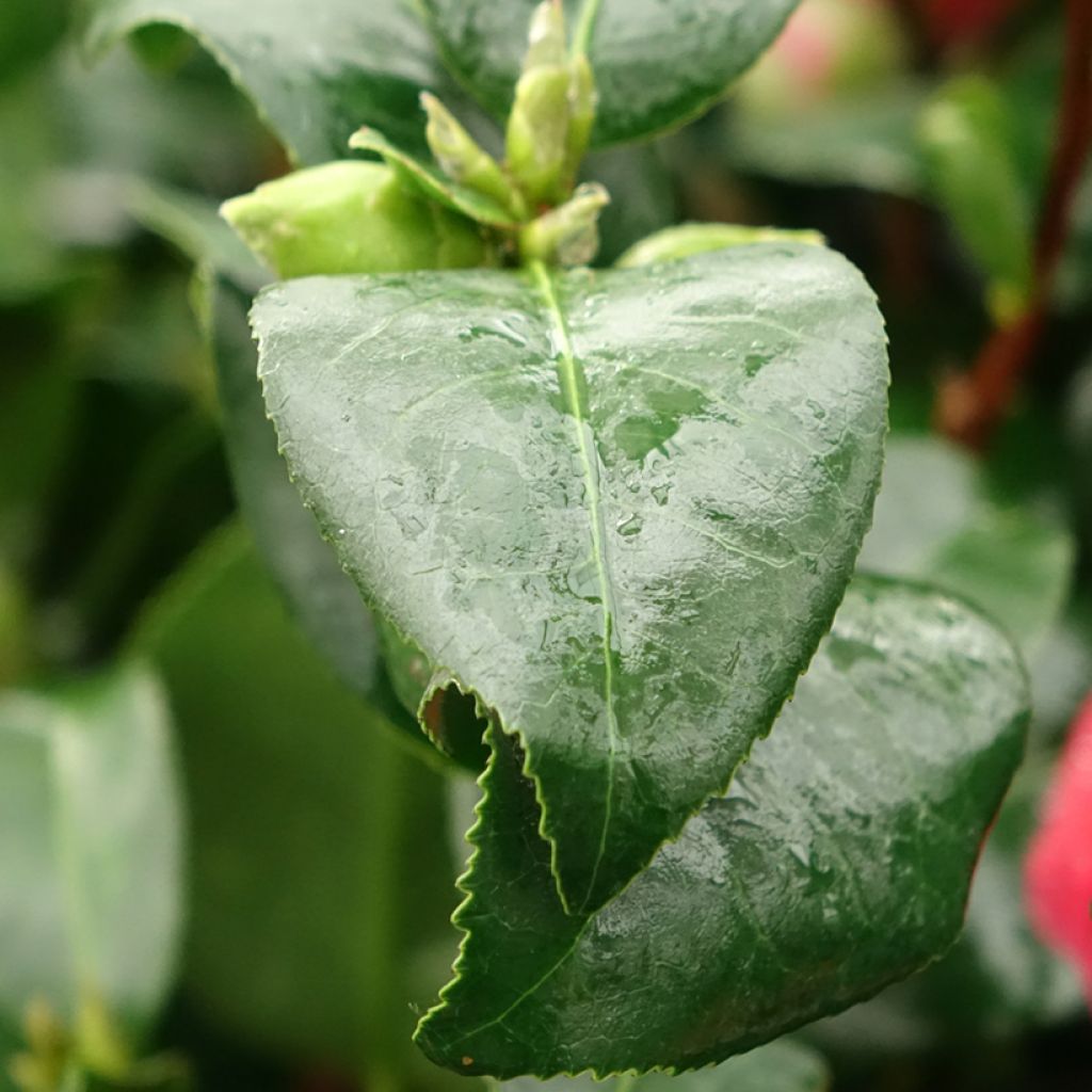 Camélia Comte de Gomer - Camellia japonica