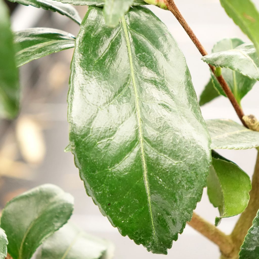 Camélia d'automne - Camellia sasanqua Hinode-Gumo