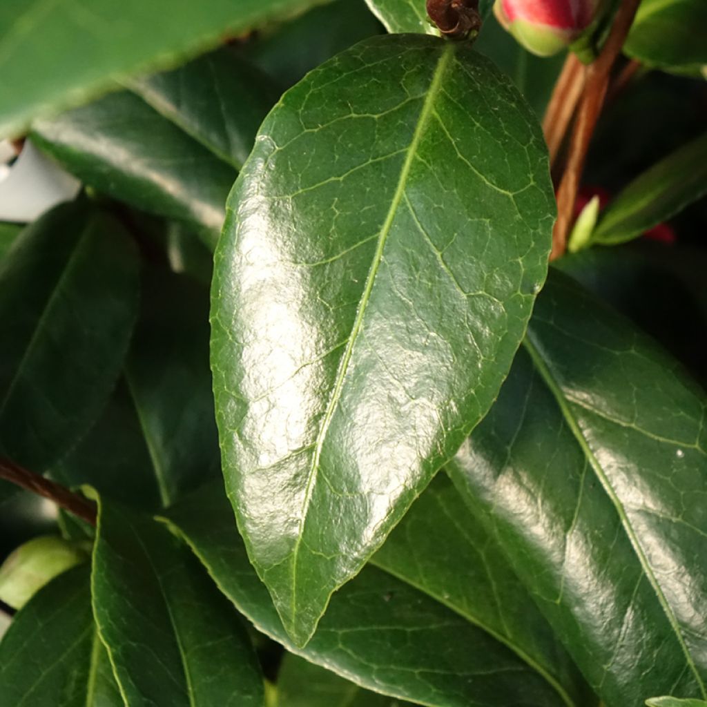 Camélia Manuroa Road - Camellia japonica
