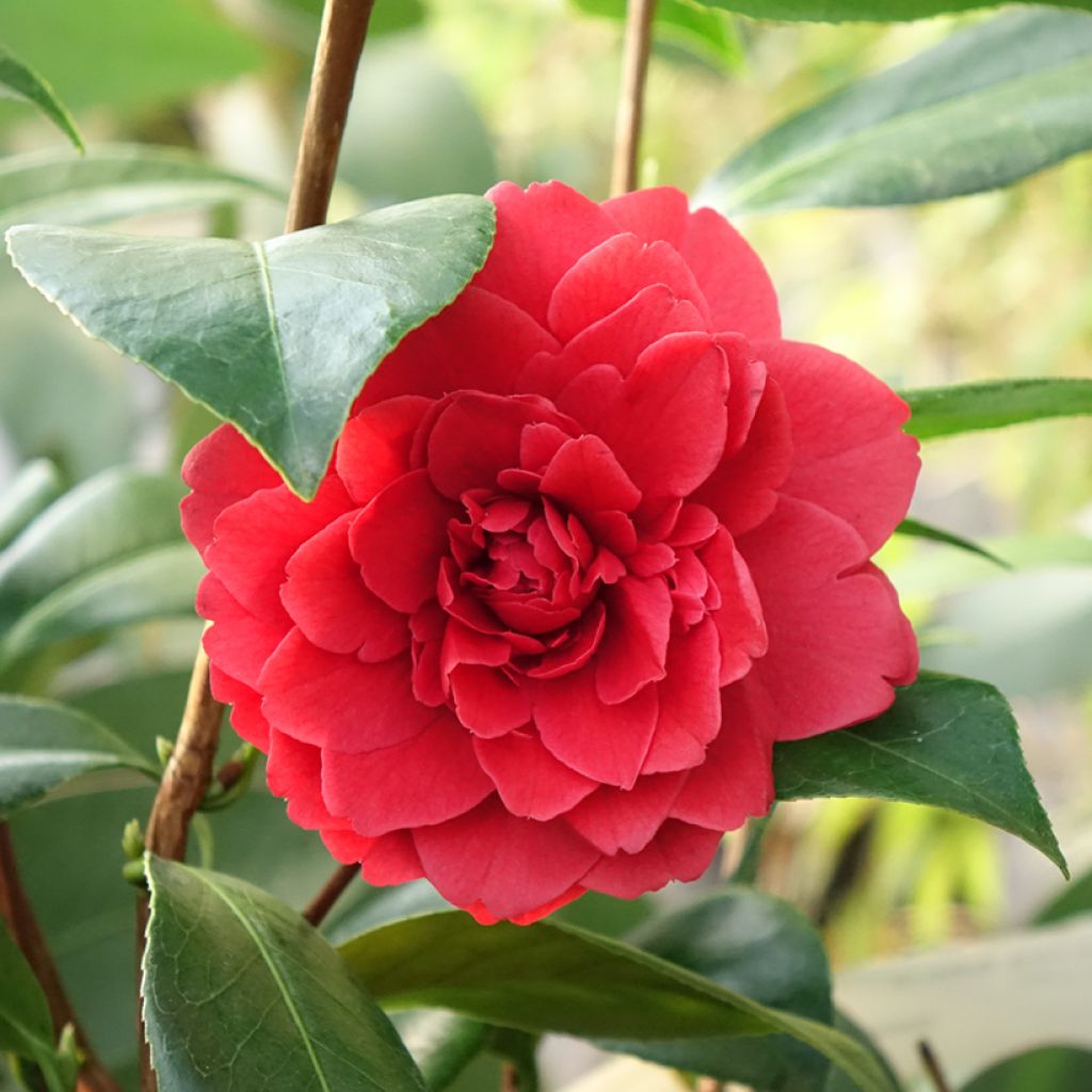 Camélia Manuroa Road - Camellia japonica