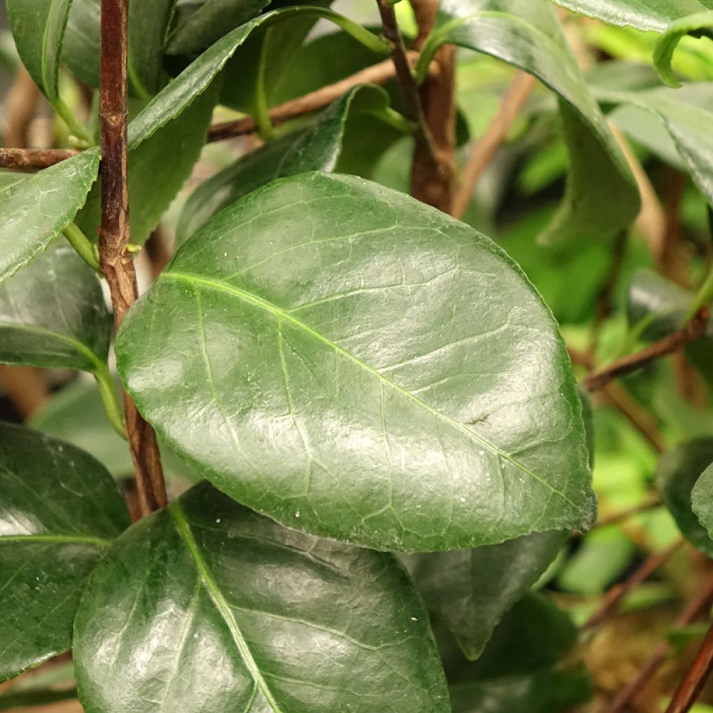 Camélia Margaret Davis - Camellia japonica