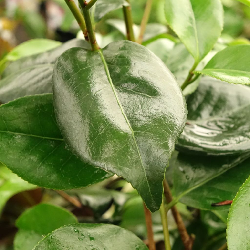 Camélia Midnight Variegated - Camellia japonica