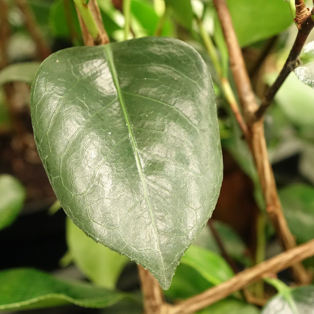 Camélia Okan - Camellia japonica de Higo