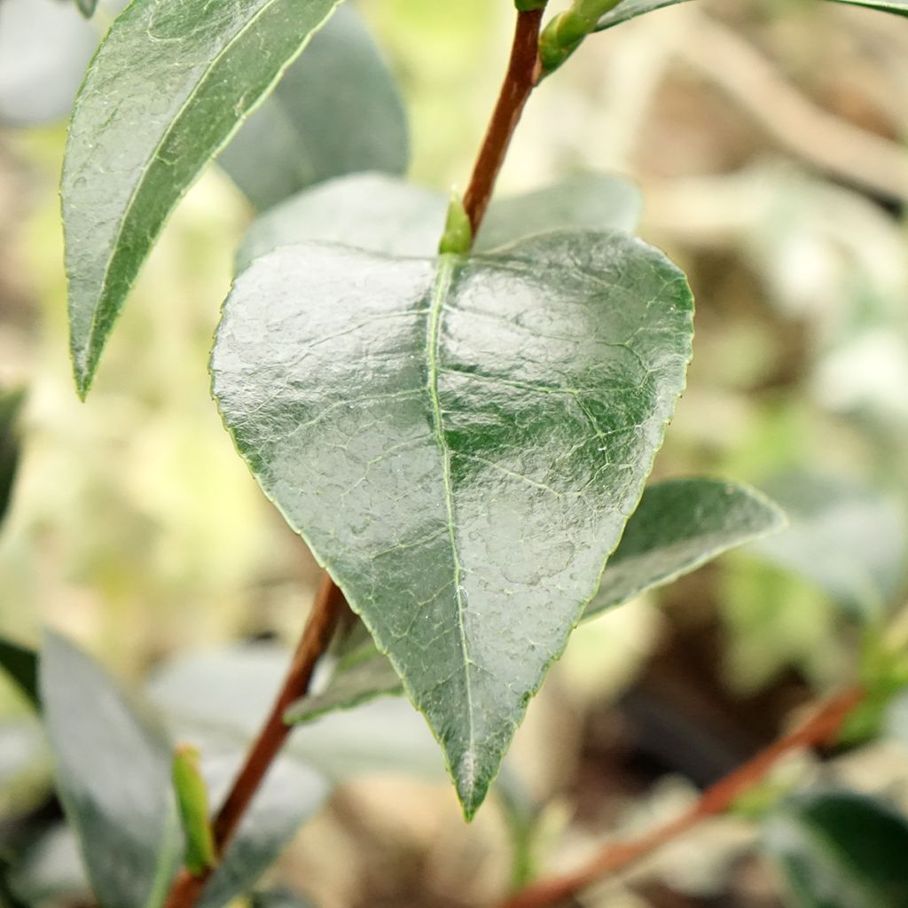 Camélia Stromboli - Camellia japonica