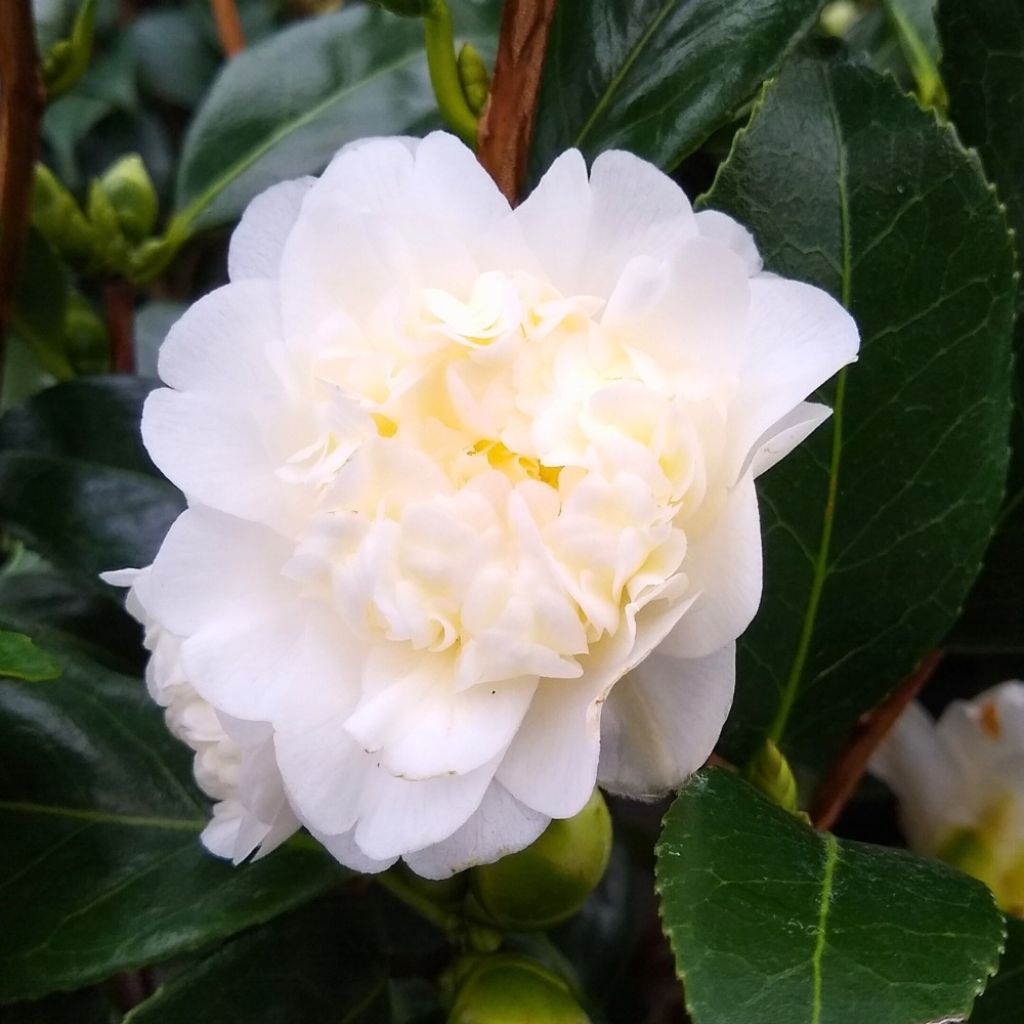 Camélia Nobilissima - Camellia japonica 