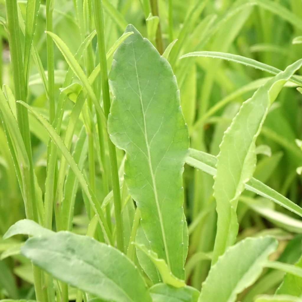 Campanule à feuilles de pêcher - Campanula persicifolia