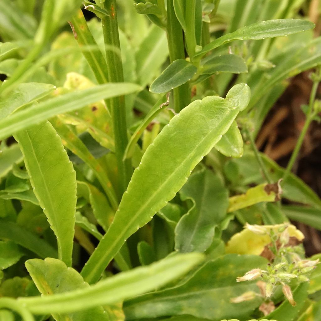 Campanule à feuilles de pêcher La Bonne Amie - Campanula persicifolia