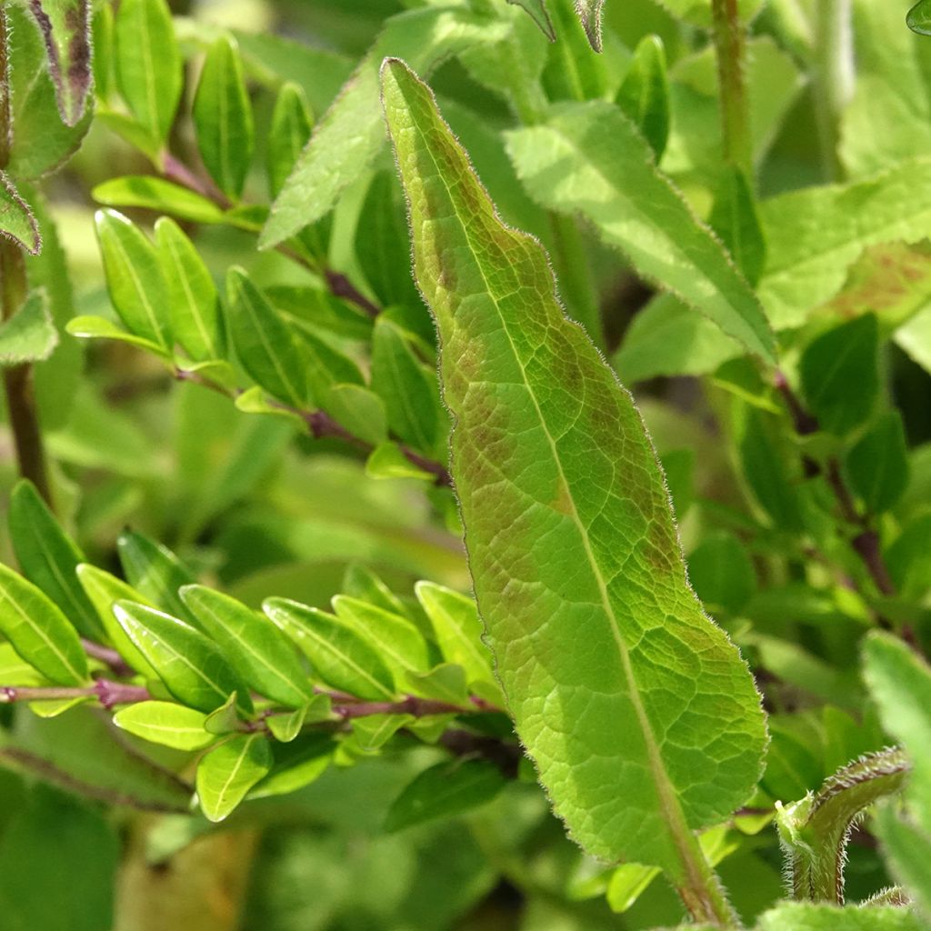 Campanule glomerata var. dahurica