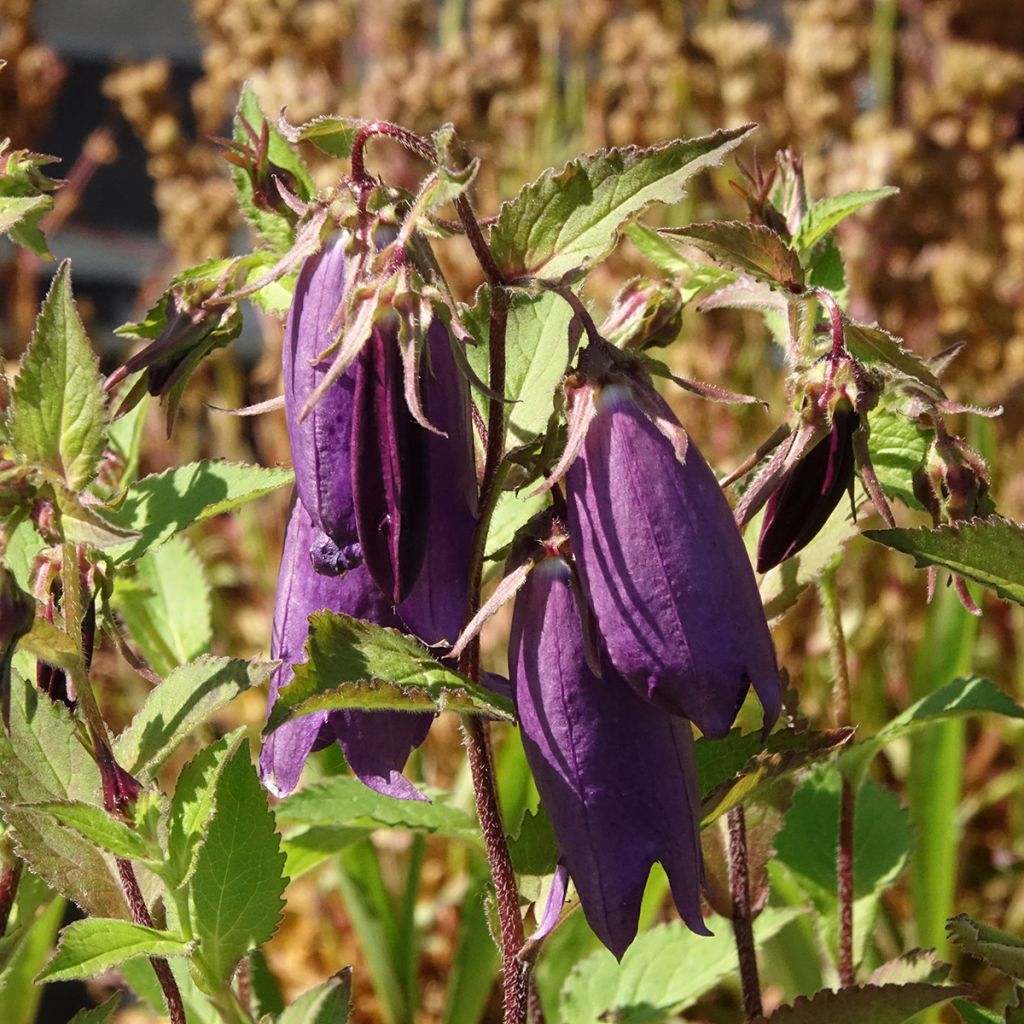 Campanule hybride Kent Belle