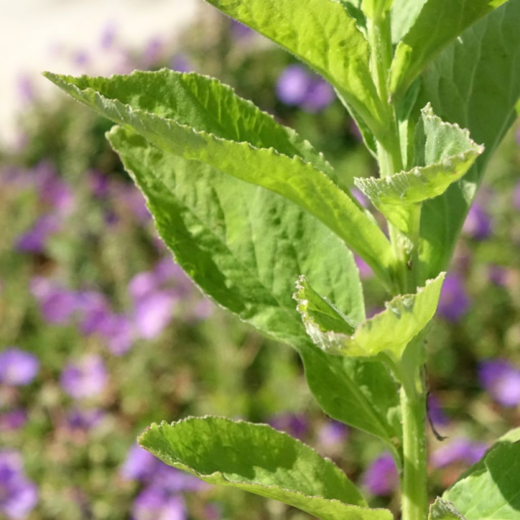Campanule latifolia var. macrantha alba